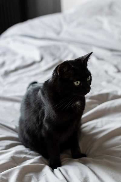 czarna kotka